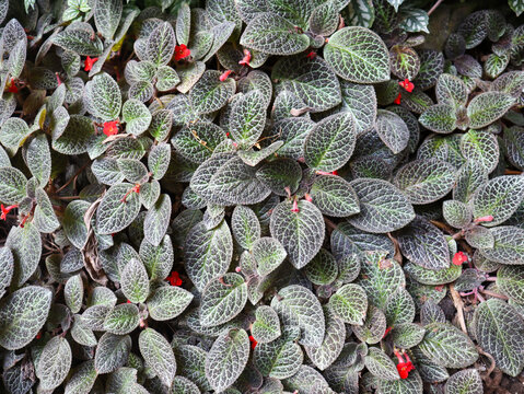 espicia cupreata plant for nature background