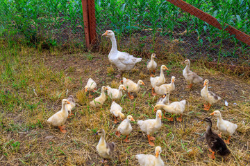 Geese in the village. Background with selective focus and copy space