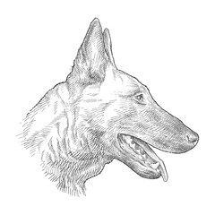 Hand drawn sketch of German Shepherd head profile in black isolated on white background. 