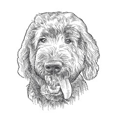 Hand drawn sketch of Labradoodle head with open mouth in black isolated on white background.