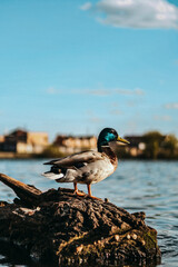 duck on the pier