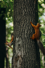 squirrel on tree