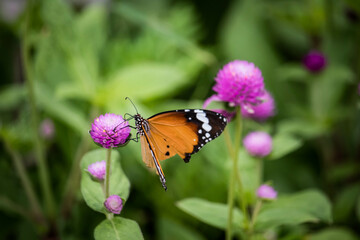 Yellow with black Butterfly on Violet Flowers with Blurred Green Background