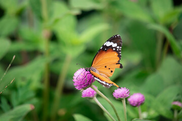 Yellow with black Butterfly on Violet Flowers with Blurred Green Background