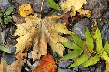 autumn leaves on the ground