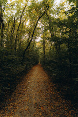 Obraz premium path in the autumn forest