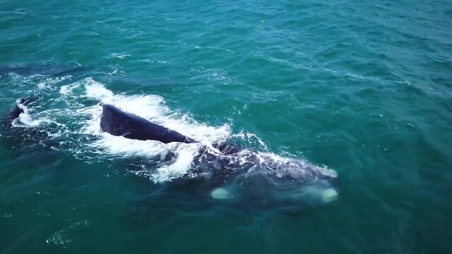 Aerial footage of Southern Right Whales off the coast of Hermanus, South Africa. Migrating mother and calf swimming in a shallow water near the coast. Whale watching. High quality 4k footage.