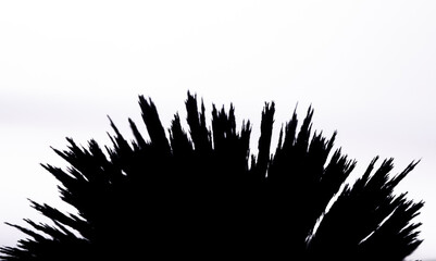Iron dust spikes outline. Reaction of iron dust to a magnetic field close up silhouette on white...