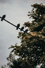 pigeons sitting on the wire