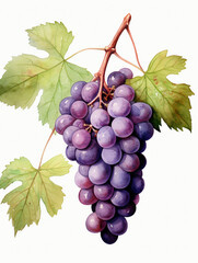 Fototapeta premium Watercolour Collection { No1 } Homegrown Grape Wine Products Made at Eco Sustainable Farm: Red Pink, White, Green, Grapes, Cheese, Grapes in Hands, Glass of Wine, Leaves, Grapes in Basket, Vineyard.