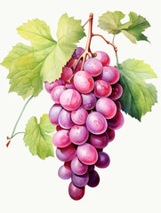 Watercolour Collection { No1 } Homegrown Grape Wine Products Made at Eco Sustainable Farm:  Red Pink, White, Green, Grapes, Cheese, Grapes in Hands, Glass of Wine, Leaves, Grapes in Basket, Vineyard.
