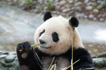 Close up Happy Panda in Chengdu Panda Base, china
