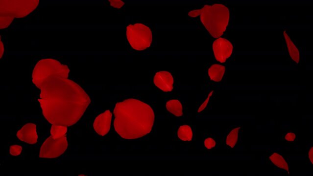 Rain Of Petals - Bloody Red Flowers - Falling Loop - 3D animation with alpha channel isolated on transparent background