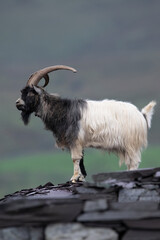 British Primitive Goat (Capra hircus) aka Feral Goat in a Disused Slate Quarry in Snowdonia - 658336533