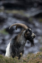 British Primitive Goat (Capra hircus) aka Feral Goat in a Disused Slate Quarry in Snowdonia - 658336548