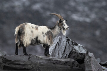British Primitive Goat (Capra hircus) aka Feral Goat in a Disused Slate Quarry in Snowdonia - 658336710