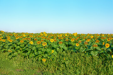 Fototapeta na wymiar Field with ripe sunflowers. Beautiful view of sunflowers on a sunny day.