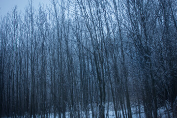 Fototapeta premium Winter ghosts