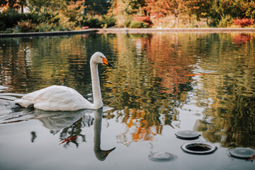 swan on the lake