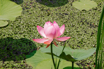A blooming lotus flower on a pond.