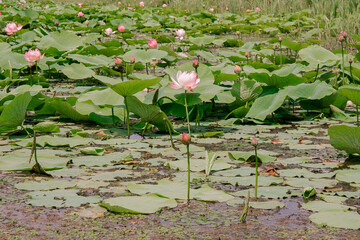 A pond with a blooming lotus flower.