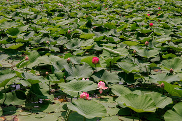 A pond with a blooming lotus flower.