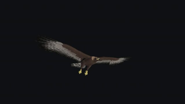 Golden Eagle - Flying Loop - Side Angle View CU - Realistic 3D animation isolated on transparent background with alpha channel