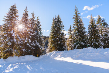Setting sun peeking through pine trees covered in snow in the mountains in winter