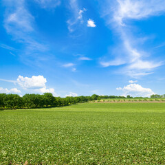 Green soybean field and blue cloudy sky.