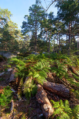 Cut tree trunk in the Franchard gorges. Fontainebleau forest