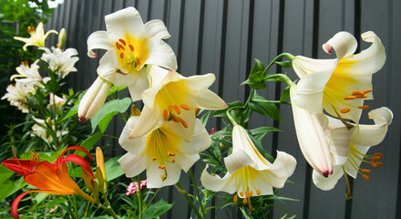 White lilies with tubular flowers in a summer flowerbed. Wide photo.