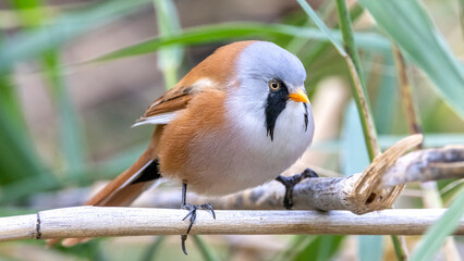 Bearded Reedling / Panurus biarmicus