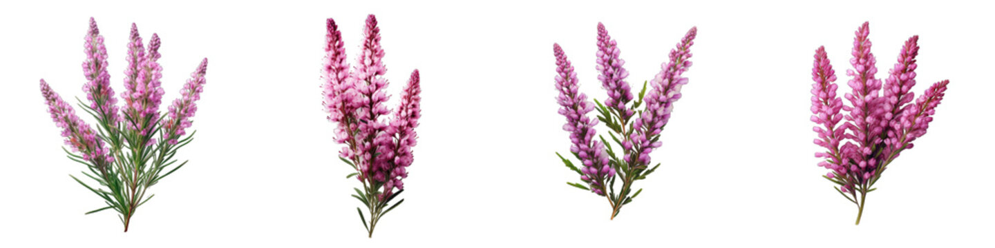Heather  Flower Hyperrealistic Highly Detailed Isolated On Transparent Background PNG File