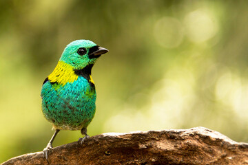 Saíra-sete-cores espécie de ave encontrada na Mata Atlântica Brasileira, São Paulo, Brasil.   - obrazy, fototapety, plakaty