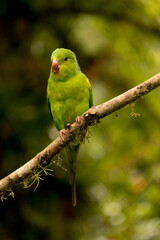 Maritaca ave encontrada na Mata Atlântica brasileira. São Paulo, Brasil. 