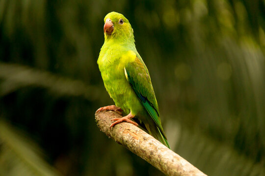 Maritaca ave encontrada na Mata Atl&acirc;ntica brasileira. S&atilde;o Paulo, Brasil. 
