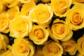 Yellow roses background