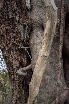 arboles fago tizados 