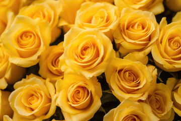 Yellow roses background