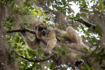 mono aullador arriba de una árbol descansando y observando 