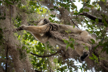 mono aullador en un árbol 