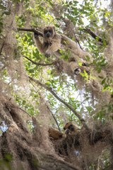mono aullador arriba de un árbol 