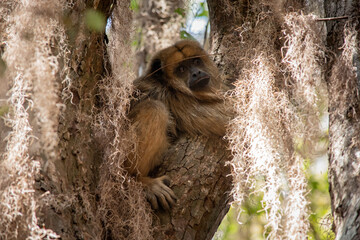 mono bebe en un árbol 