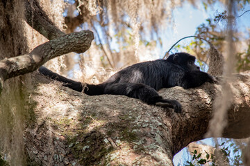 mono aullador en la copa del árbol descansando 