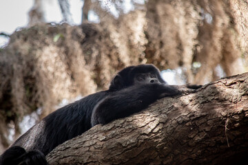 mono aullador macho adulto descansando en un árbol 