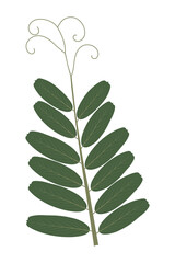 Compound leaf with tendrils. Vicia hirsuta. Leaf modification.