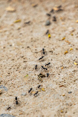Ants moving in a row
