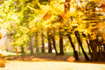 Naklejka na ściany i meble Maple fall leaves in park, sunny autumn background