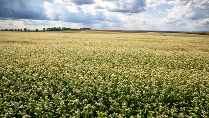 Fields with flowering buckwheat on a sunny day. Blooming harvest in the fields.