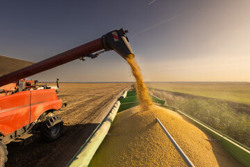 Combine transferring soybeans after harvest